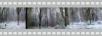 Stills Waldfilm I