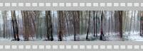 Stills vom Waldfilm III